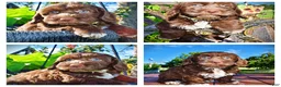 Havapoo dogs for sale: Coco - Ad 1