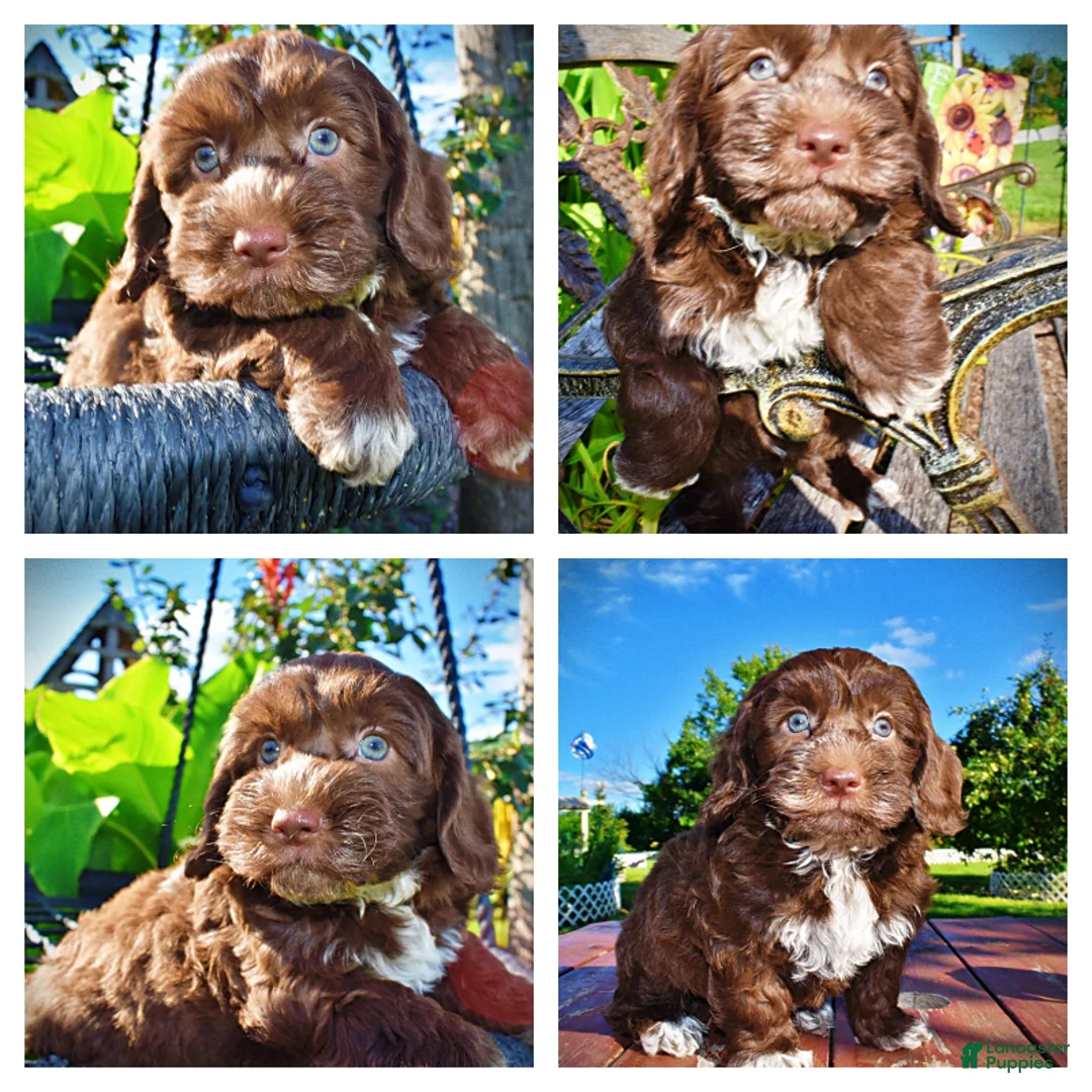 Havapoo dogs for sale: Coco - Ad 1