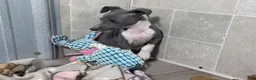 Italian Greyhound dogs for sale: Snapdragon - Ad 6