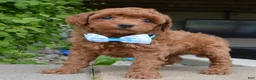 Mini Goldendoodle dogs for sale: Mini Gigi - Ad 3