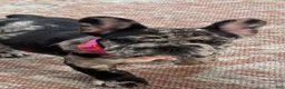 French Bulldog dogs for sale: French Bulldog 4 - Ad 2