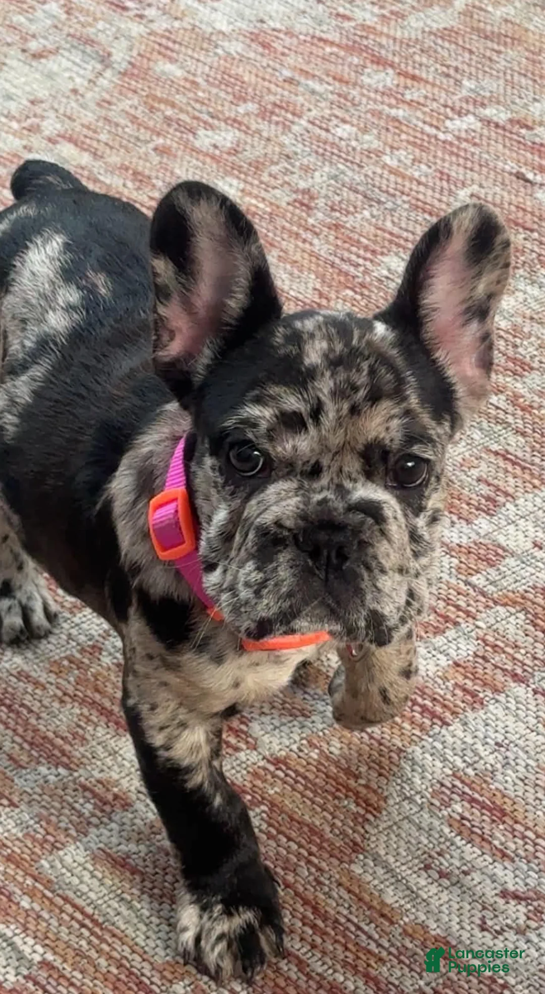 French Bulldog dogs for sale: French Bulldog 4 - Ad 2