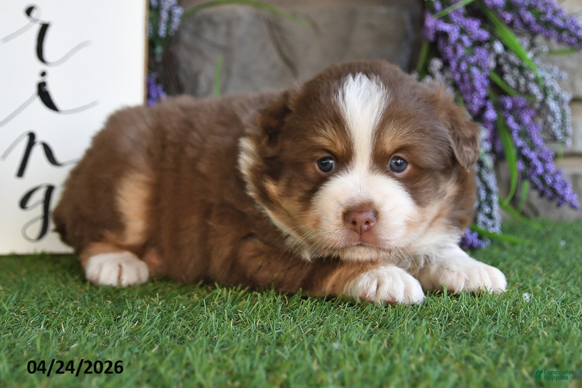 Australian Shepherd dogs Theo - Ad 1