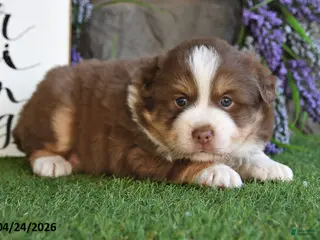 Australian Shepherd dogs for sale: Theo - Ad 3