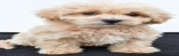 Maltipoo dogs for sale: Bella - Ad 6