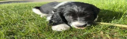 English Springer Spaniel dogs for sale: Caz - Ad 3