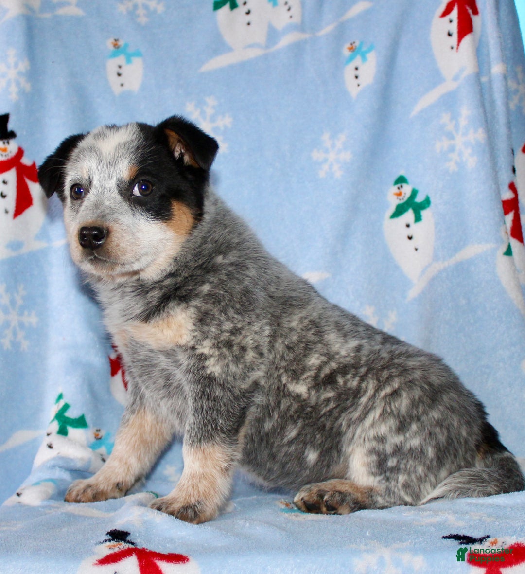 Australian Cattle Dog dogs for sale: Reba - Ad 6