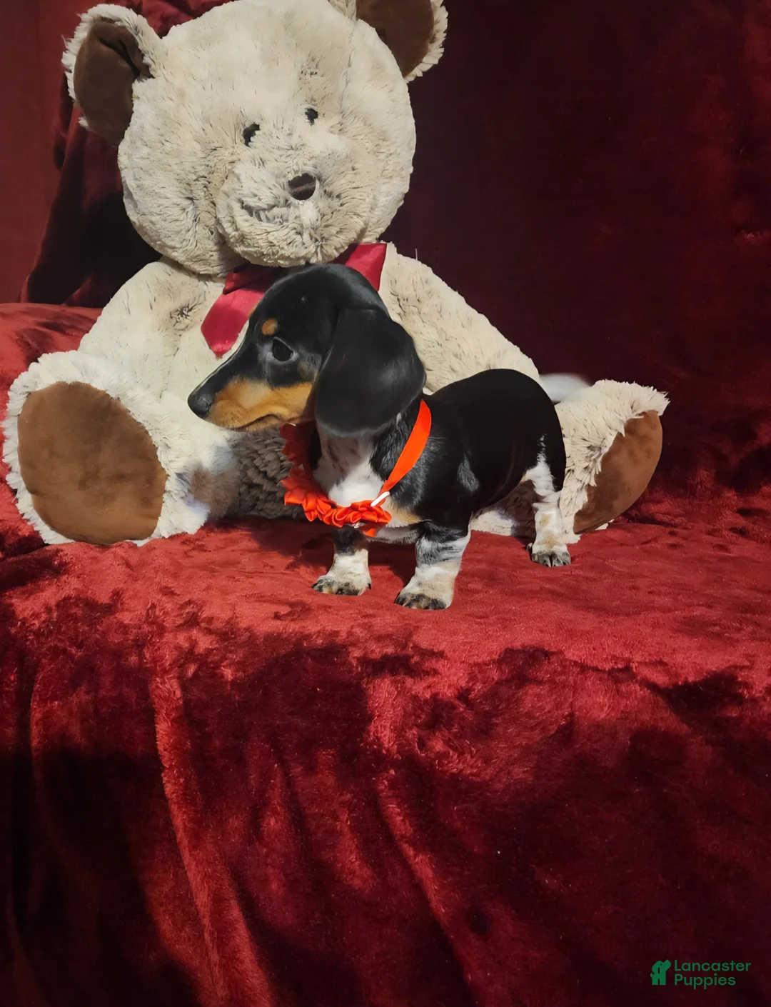 Miniature Dachshund dogs for sale: CONFETTI - Ad 1