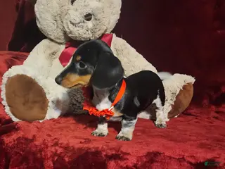 Miniature Dachshund dogs CONFETTI - Ad 4