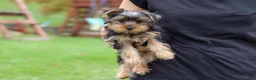 Yorkshire Terrier dogs for sale: Jasper - Ad 8