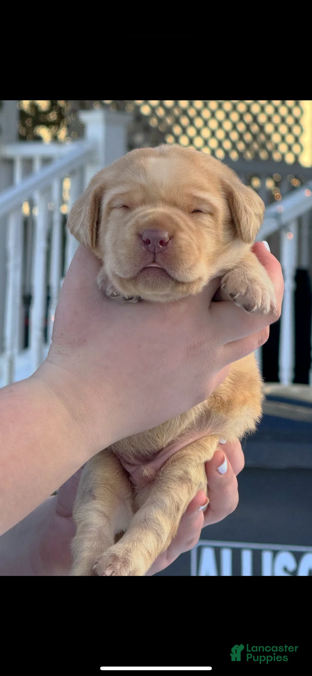 Labrador Retriever dogs for sale: Labrador Retriever Puppy 2 - Ad 6