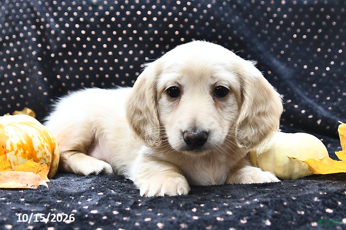 Miniature Dachshund dogs for sale: Coffee  - Ad 1