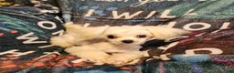 Maltese dogs for sale: Treasure - Ad 2