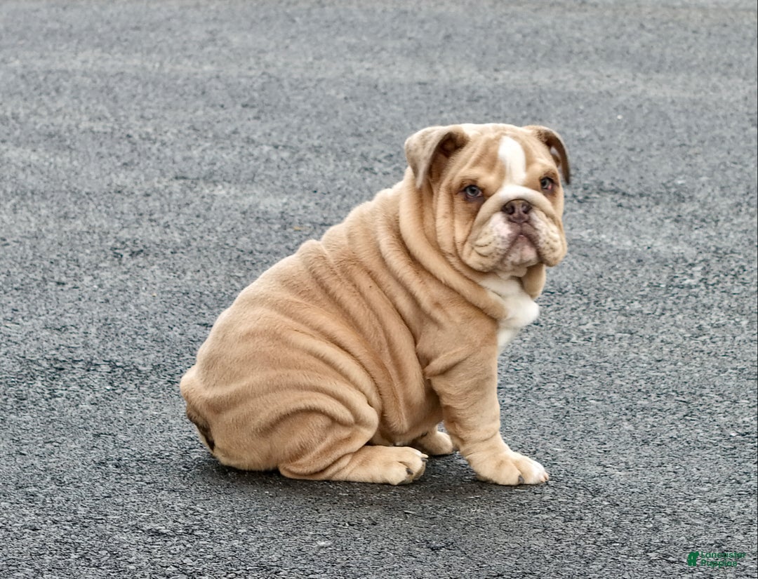 English Bulldog dogs for sale: AKC Bella - Ad 2