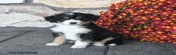 Mini Bernedoodle dogs for sale: Prince   - Ad 3