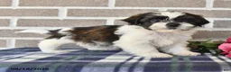 Shih Tzu dogs for sale: Teddy - Ad 4