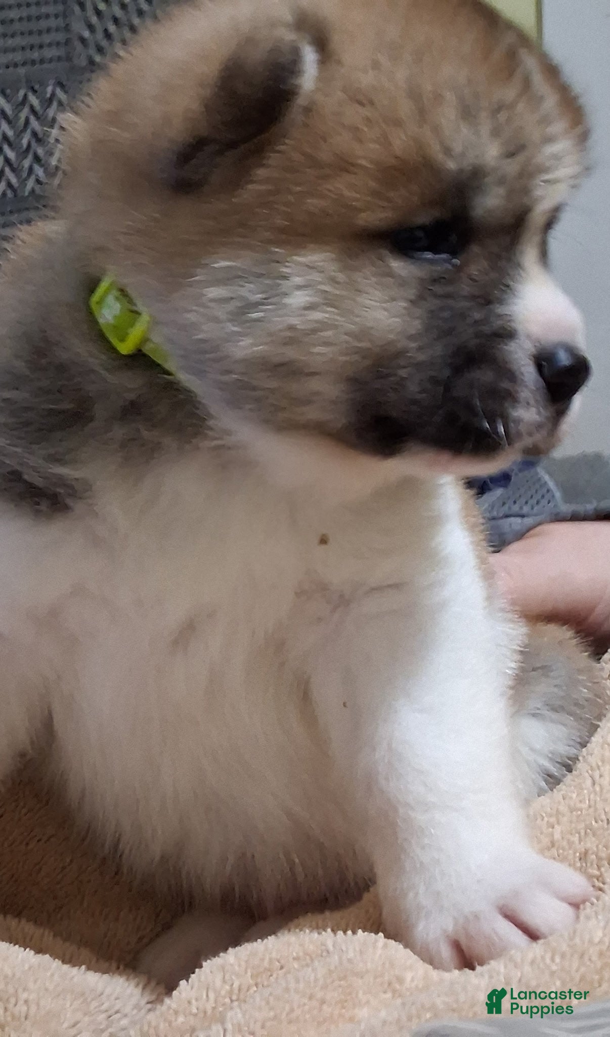 Akita dogs Ash - Ad 2