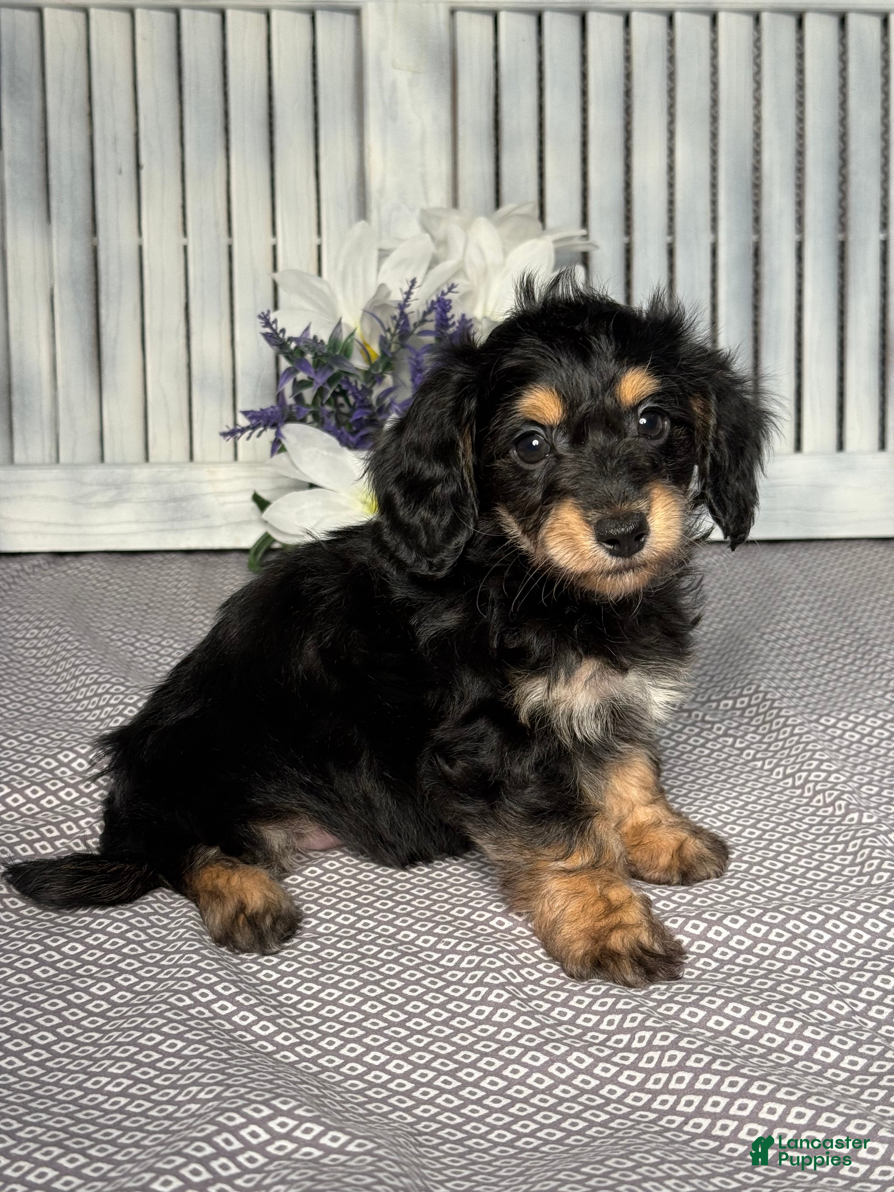 Mixed Breed dogs for sale: Lilly - Ad 4