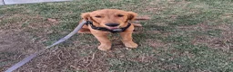 Golden Retriever dogs for sale: Golden Retriever 1 - Ad 2