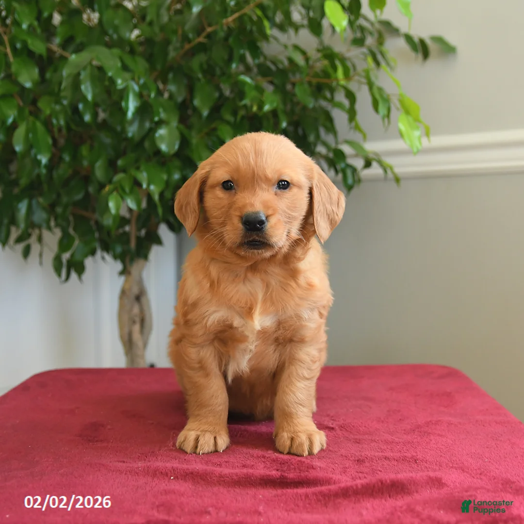 Golden Retriever dogs for sale: Rolo - Ad 4