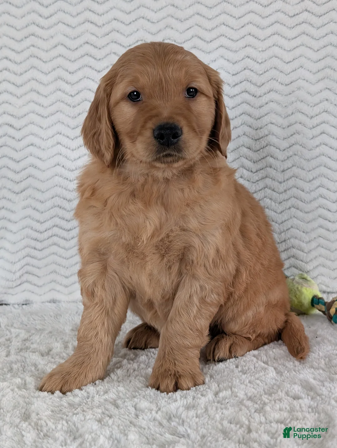 Golden Retriever dogs for sale: Brady - Ad 4