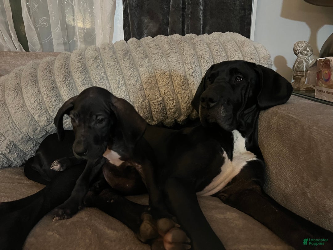 Great Dane dogs for sale: Maximus  - Ad 8