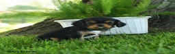 Cavalier King Charles Spaniel dogs for sale: Madison - Ad 3