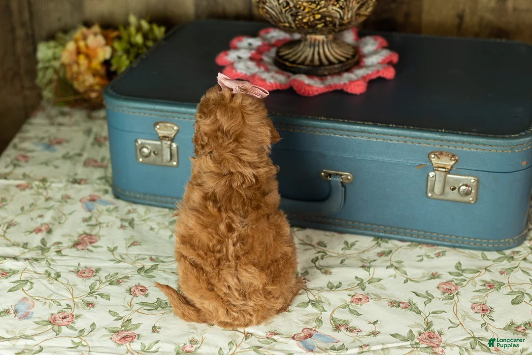 Mixed Breed dogs for sale: Violet - Ad 4