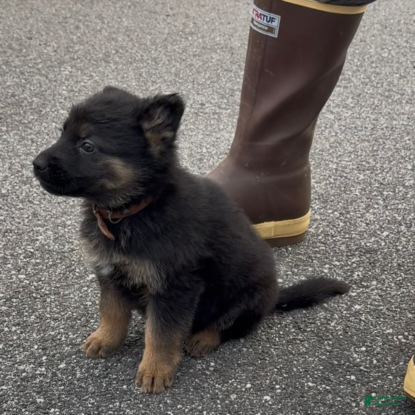 German Shepherd dogs TIO - Ad 2