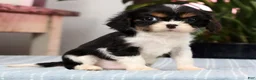 Cavalier King Charles Spaniel dogs for sale: Pixel - Ad 6