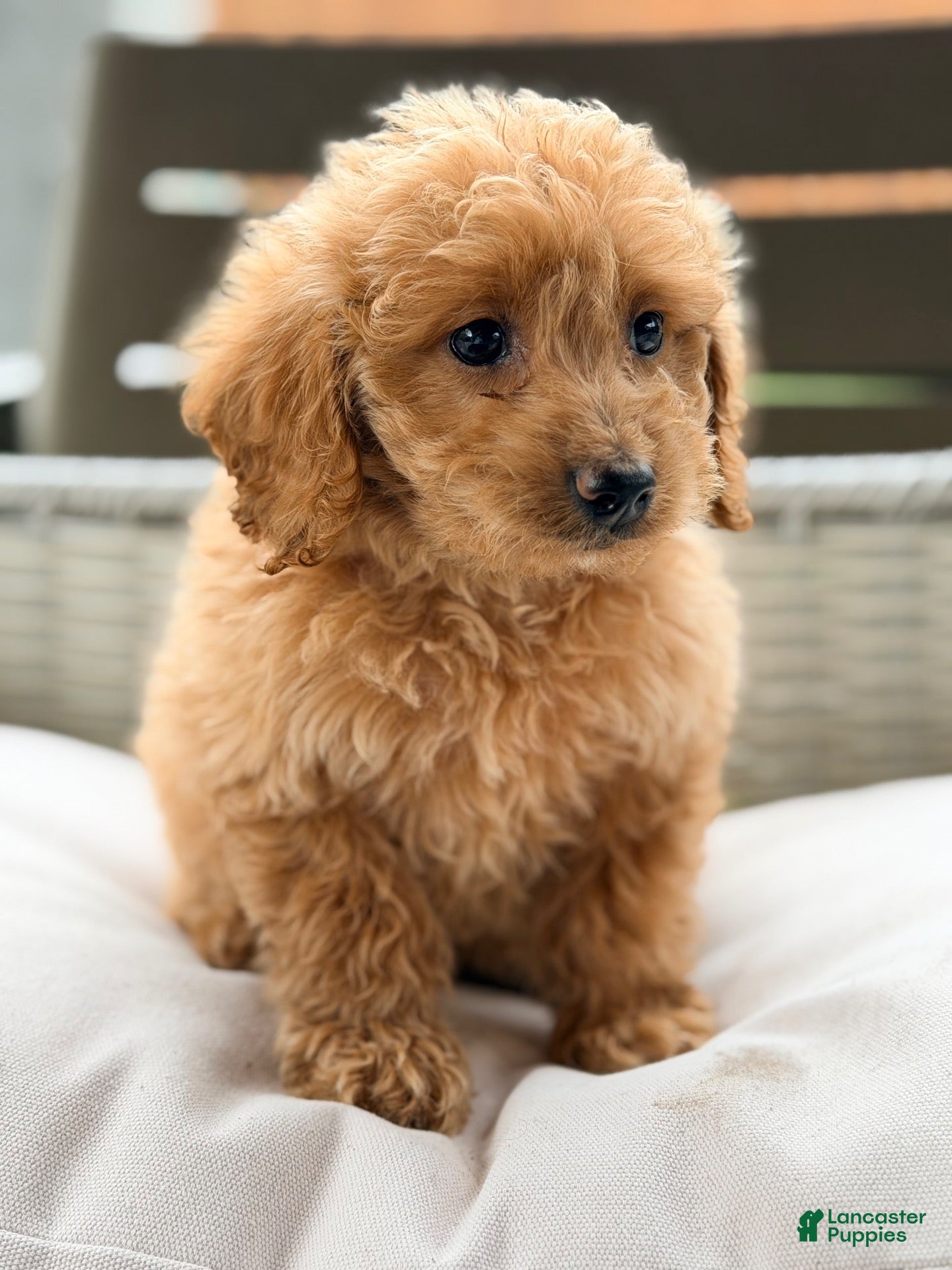Mini Goldendoodle dogs Mini Goldendoodle 3 - Ad 25