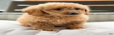 Mini Goldendoodle 3