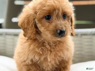 Mini Goldendoodle dogs Mini Goldendoodle 3 - Ad 25