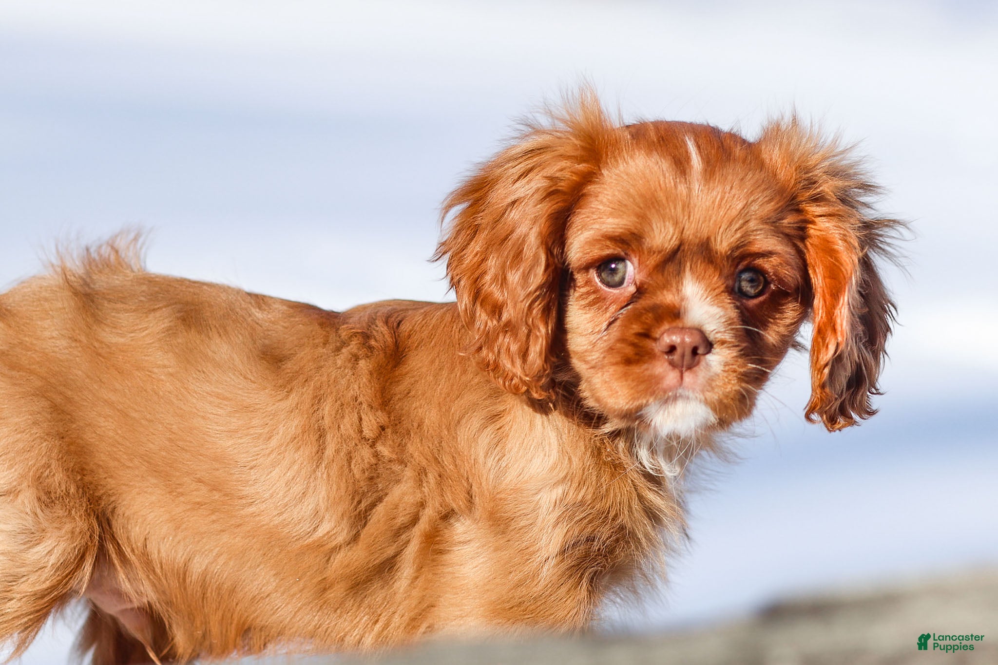Cavalier King Charles Spaniel dogs Colsen - Ad 30
