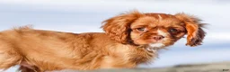 Cavalier King Charles Spaniel dogs for sale: Colsen - Ad 8