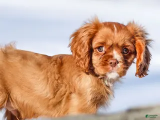 Cavalier King Charles Spaniel dogs Colsen - Ad 30