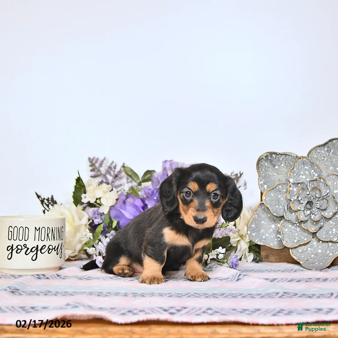 Miniature Dachshund dogs for sale: Tava - Ad 3