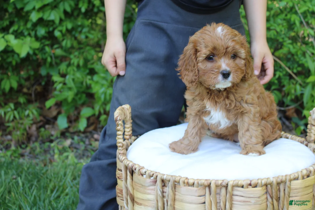 Cavapoo dogs for sale: Skye - Ad 2