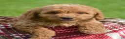 Mini Goldendoodle dogs for sale: Daisy Mini Goldendoodle 4 - Ad 3