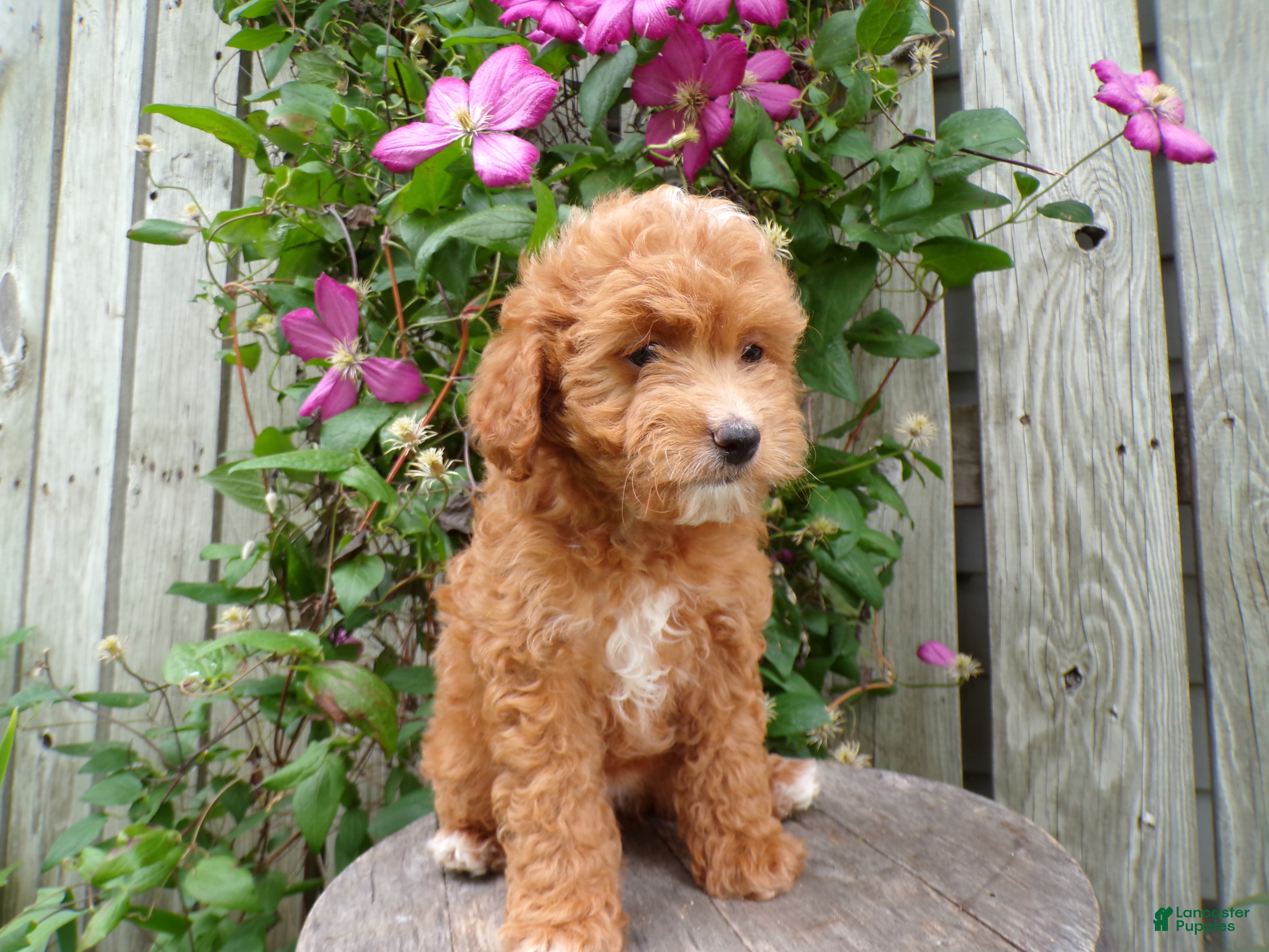 Cockapoo dogs Connie - Ad 1