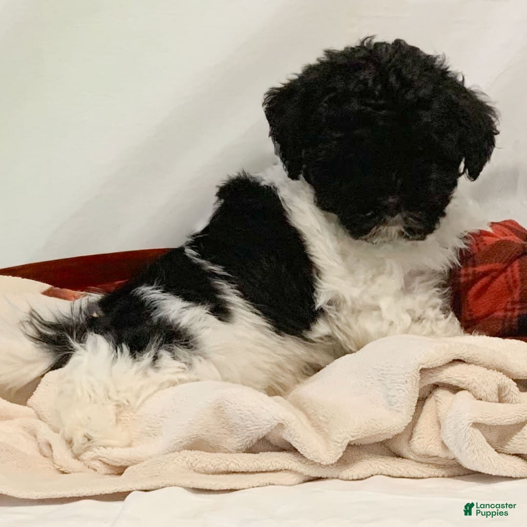 Havanese dogs for sale: Zoey - Ad 1
