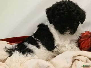 Havanese dogs Zoey - Ad 35