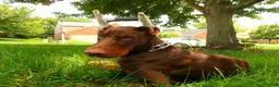 Doberman Pinscher dogs for sale: Kane - Ad 4