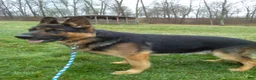 German Shepherd dogs for sale: Maverick - Ad 4