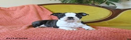 Boston Terrier dogs for sale: Comet - Ad 2