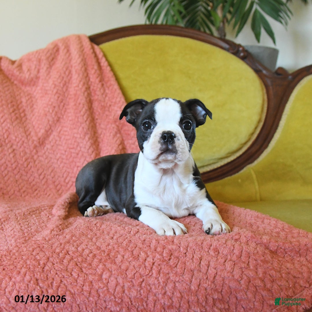 Boston Terrier dogs for sale: Comet - Ad 2