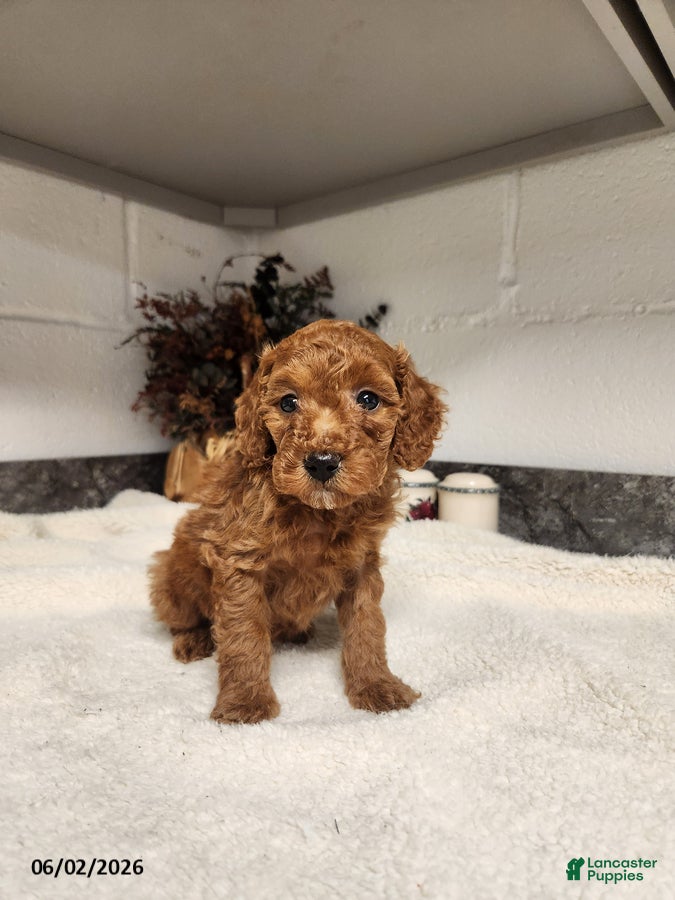 Mini Goldendoodle dogs for sale: Ashley - Ad 1