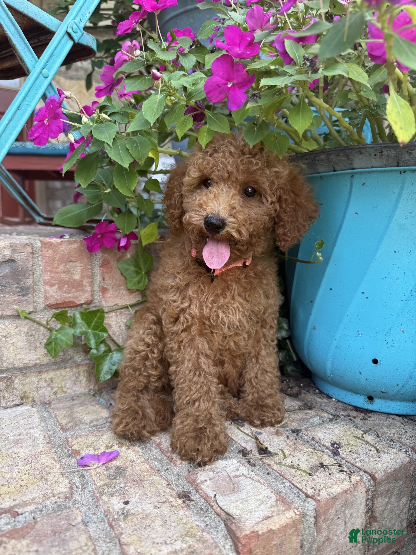 Miniature Labradoodle dogs Clover - Ad 4
