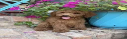 Miniature Labradoodle dogs for sale: Clover - Ad 1
