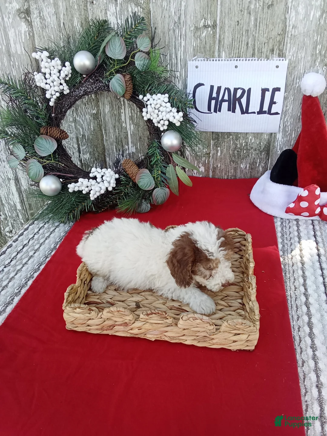 Bernedoodle dogs for sale: Bernedoodle 1 - Ad 4